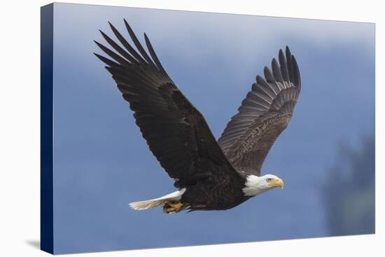 Bald Eagle-Ken Archer-Stretched Canvas