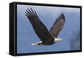 Bald Eagle-Ken Archer-Framed Stretched Canvas