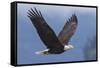 Bald Eagle-Ken Archer-Framed Stretched Canvas