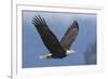 Bald Eagle-Ken Archer-Framed Premium Photographic Print