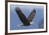 Bald Eagle-Ken Archer-Framed Premium Photographic Print