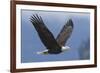 Bald Eagle-Ken Archer-Framed Premium Photographic Print