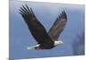 Bald Eagle-Ken Archer-Mounted Premium Photographic Print