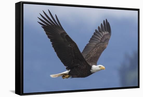 Bald Eagle-Ken Archer-Framed Stretched Canvas