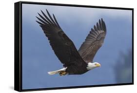 Bald Eagle-Ken Archer-Framed Stretched Canvas