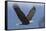 Bald Eagle-Ken Archer-Framed Stretched Canvas