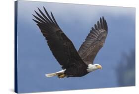 Bald Eagle-Ken Archer-Stretched Canvas