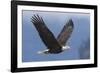 Bald Eagle-Ken Archer-Framed Photographic Print