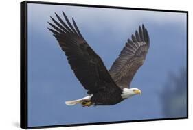 Bald Eagle-Ken Archer-Framed Stretched Canvas