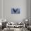 Bald Eagle-Ken Archer-Stretched Canvas displayed on a wall