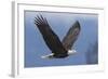 Bald Eagle-Ken Archer-Framed Photographic Print