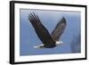 Bald Eagle-Ken Archer-Framed Photographic Print