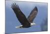 Bald Eagle-Ken Archer-Mounted Photographic Print