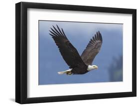 Bald Eagle-Ken Archer-Framed Premium Photographic Print