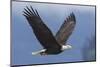 Bald Eagle-Ken Archer-Mounted Premium Photographic Print