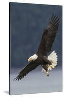 Bald Eagle-Ken Archer-Stretched Canvas