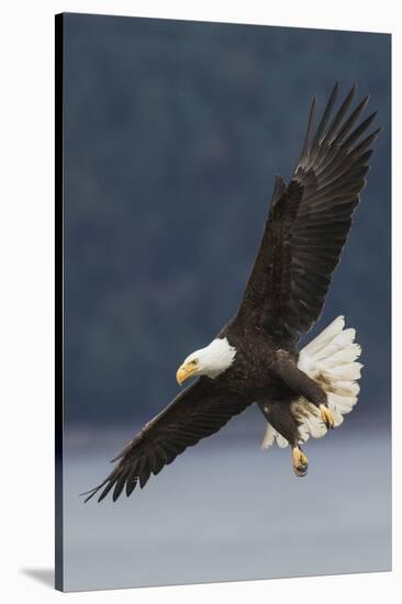 Bald Eagle-Ken Archer-Stretched Canvas