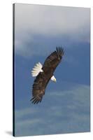 Bald Eagle-Ken Archer-Stretched Canvas