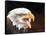 Bald Eagle-Sarah Stribbling-Framed Stretched Canvas