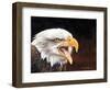 Bald Eagle-Sarah Stribbling-Framed Art Print