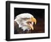 Bald Eagle-Sarah Stribbling-Framed Art Print