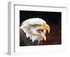 Bald Eagle-Sarah Stribbling-Framed Art Print