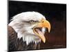 Bald Eagle-Sarah Stribbling-Mounted Art Print