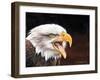 Bald Eagle-Sarah Stribbling-Framed Art Print