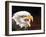 Bald Eagle-Sarah Stribbling-Framed Art Print