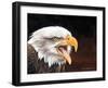 Bald Eagle-Sarah Stribbling-Framed Art Print