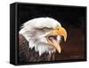 Bald Eagle-Sarah Stribbling-Framed Stretched Canvas