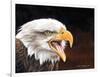 Bald Eagle-Sarah Stribbling-Framed Art Print