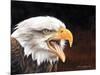 Bald Eagle-Sarah Stribbling-Mounted Art Print