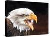 Bald Eagle-Sarah Stribbling-Stretched Canvas