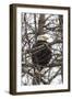 Bald Eagle-Brenda Petrella Photography LLC-Framed Giclee Print