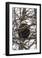 Bald Eagle-Brenda Petrella Photography LLC-Framed Giclee Print