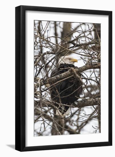 Bald Eagle-Brenda Petrella Photography LLC-Framed Giclee Print