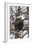 Bald Eagle-Brenda Petrella Photography LLC-Framed Giclee Print