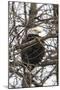 Bald Eagle-Brenda Petrella Photography LLC-Mounted Giclee Print