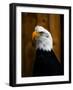 Bald Eagle-Clive Branson-Framed Photo