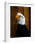 Bald Eagle-Clive Branson-Framed Photo