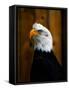 Bald Eagle-Clive Branson-Framed Stretched Canvas