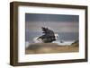 Bald Eagle-Milan Zygmunt-Framed Photographic Print