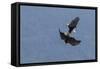 Bald Eagles fighting-Ken Archer-Framed Stretched Canvas