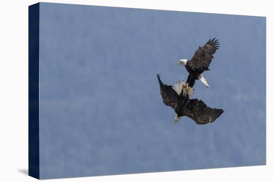 Bald Eagles fighting-Ken Archer-Stretched Canvas