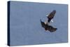 Bald Eagles fighting-Ken Archer-Stretched Canvas