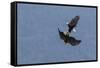 Bald Eagles fighting-Ken Archer-Framed Stretched Canvas