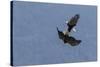 Bald Eagles fighting-Ken Archer-Stretched Canvas