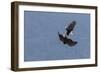 Bald Eagles fighting-Ken Archer-Framed Photographic Print