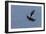 Bald Eagles fighting-Ken Archer-Framed Photographic Print